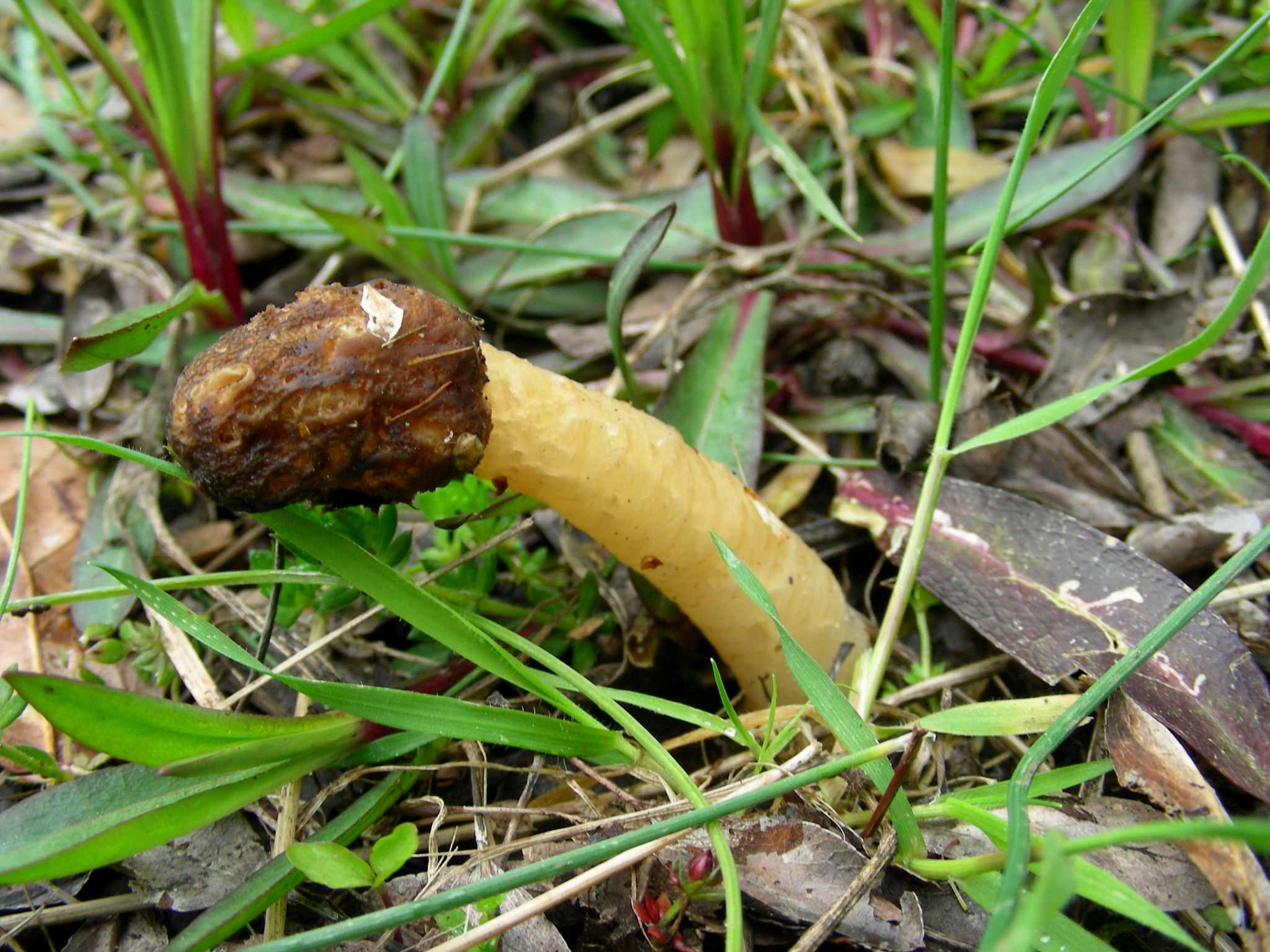 1612 Marzo vecchio ritrovamento